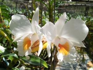 Dendrobium Judith Nakayama