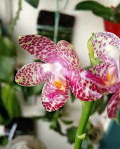 Phalaenopsis Jumbo King