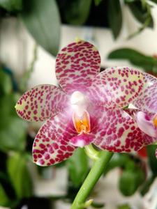 Phalaenopsis Jumbo King