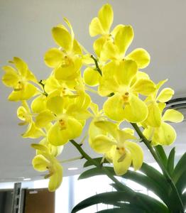 Aranda Zaleha Alsagoff