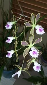 Encyclia Lorraine Smith