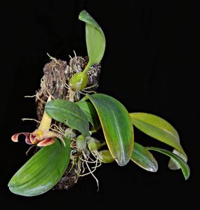 Bulbophyllum Wilmar Galaxy Star