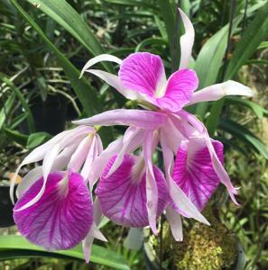 Brassocattleya Morning Glory
