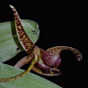 Bulbophyllum Wilmar Galaxy Star