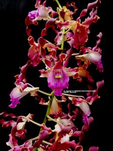 Dendrobium Artic