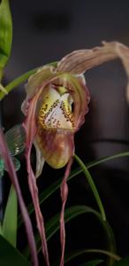 Phragmipedium Betheva