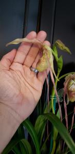 Phragmipedium Betheva