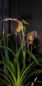 Phragmipedium Betheva