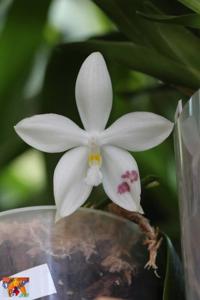 Phalaenopsis Yungho Gelb Canary-tetraspis