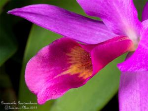 Guarianthe laelioides