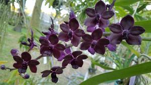 Vandachostylis Colmarie