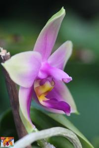 Phalaenopsis Samera