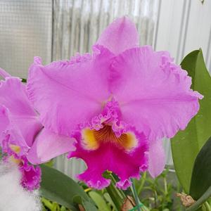 Rhyncholaeliocattleya Brunswick Bonanza