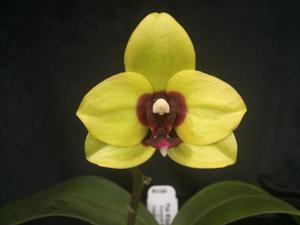 Phalaenopsis Mituo Diamond Canary