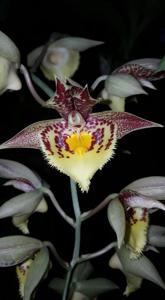 Catasetum Spotted Dragon