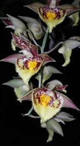 Catasetum Spotted Dragon