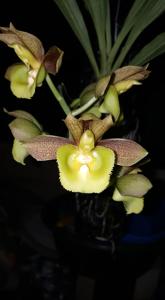 Catasetum Crownfox Voodoo