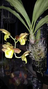 Catasetum Crownfox Voodoo