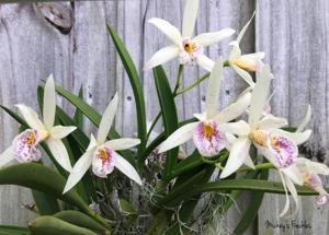 Brassocatanthe Mickey's Freckles