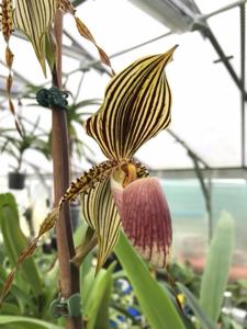 Paphiopedilum Susan Booth