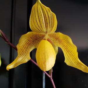 Paphiopedilum Dollgoldi