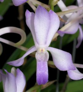 Vandachostylis Lou Sneary