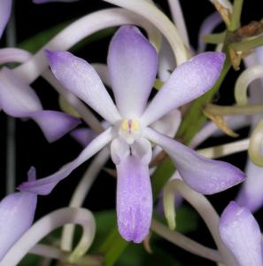 Vandachostylis Lou Sneary