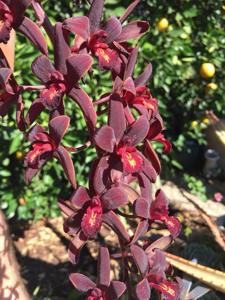 Cymbidium Helen Bannerman