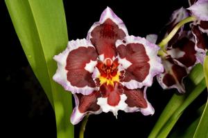 Oncidium Teipels Mitternacht