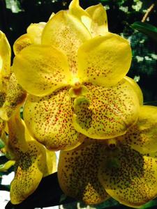 Vanda Suksamran Gold