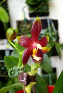 Phalaenopsis KS Happy Eagle-cornu-cervi