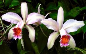 Cattleya Oh Hock Neo