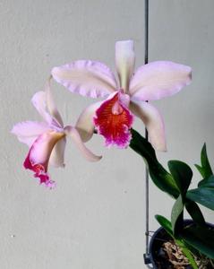 Cattleya Oh Hock Neo