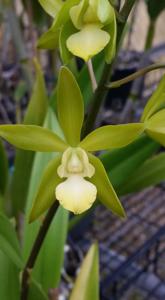 Enanthleya Burdekin Surprise