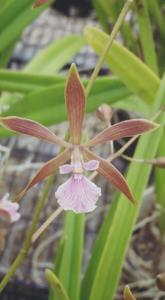 Encyclia Dancing Bees