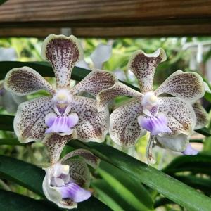 Vanda Norgard GEM
