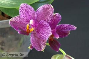 Phalaenopsis LD Gigan Sun