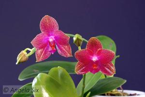 Phalaenopsis LD Gigan Sun