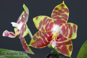 Phalaenopsis Yaphon Sir