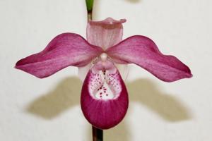 Phragmipedium Ecuagenera Dream