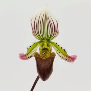 Paphiopedilum Evelyne Schmidt