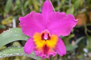 Rhyncholaeliocattleya Jeremy Island