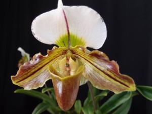 Paphiopedilum Clementine H. Churchill