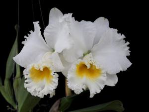 Cattleya Pornthip