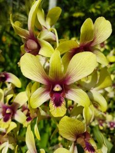 Dendrobium Singapore Changi Airport