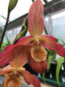 Phragmipedium Bel Royal