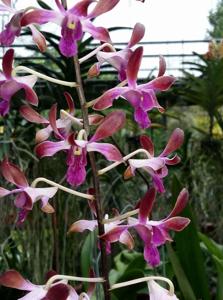 Dendrobium Genting Fragrance