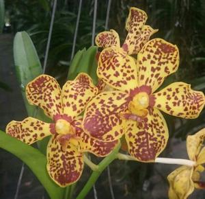 Vanda Kalapana Delight