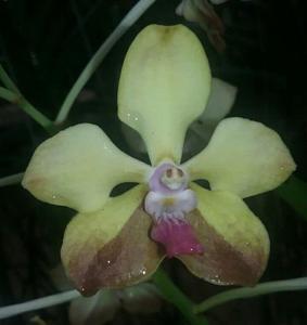 Vanda Khun Nok