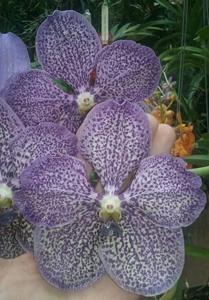 Vanda Trevor Rathbone